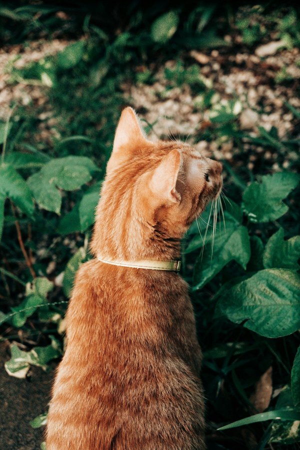 Quelles sont les solutions pour créer un espace de jeux sécurisé pour enfants dans un petit jardin?